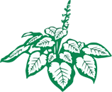 Tuinonderhoud Homan Boerakker